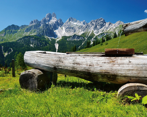 Edelweiss