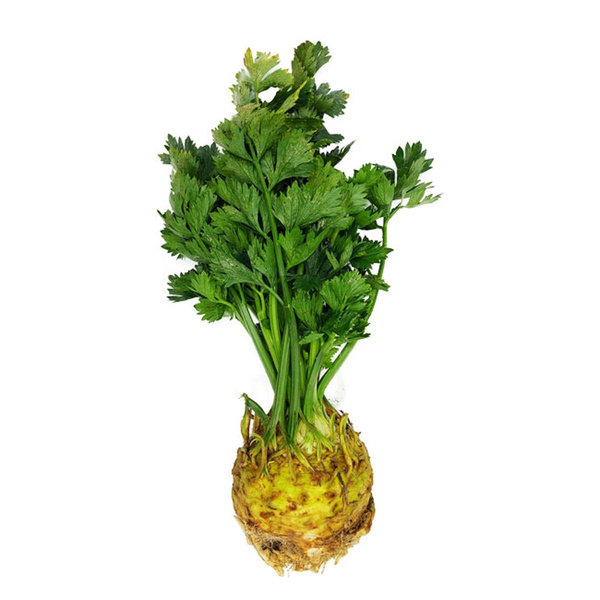 Produktfoto zu Kleiner Knollensellerie mit Grün, ca. 450g - Neue Ernte aus der Region