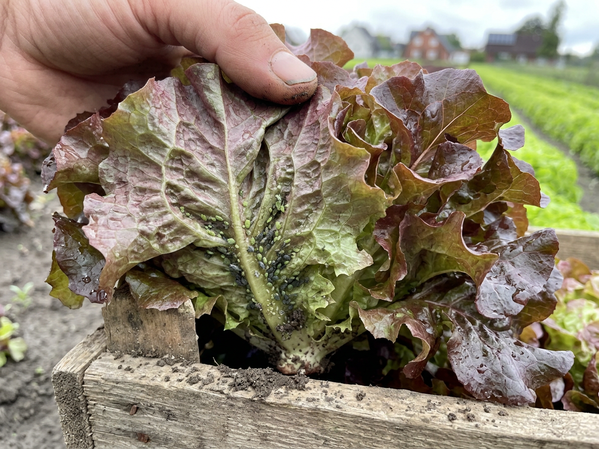 Ein Salatkopf in einer Hand, befallen von Blattläusen, in einem Feld.