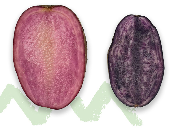 bunte Kartoffeln