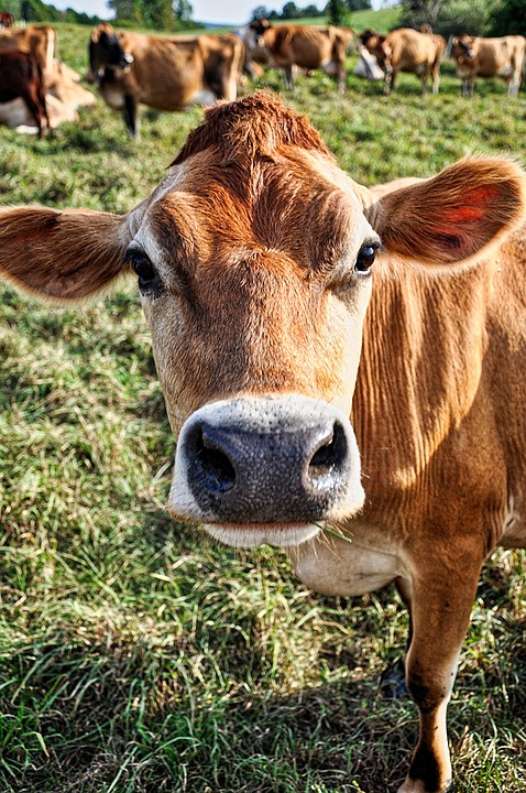 Zusammenstellung Käse mit Kräutern und Samen