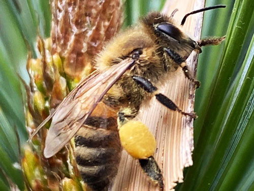 HonigBiene mit Pollen an den Beinen