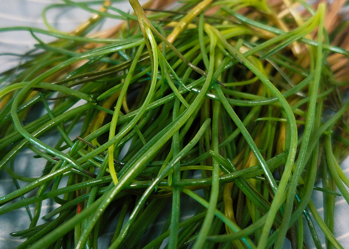 Mönchsbart - Grüne Strängel