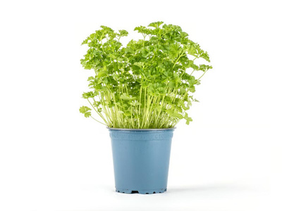 Produktfoto zu Petersilie kraus im Topf