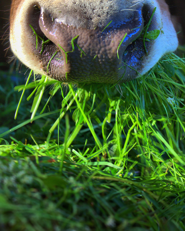 Kuh frisst Gras
