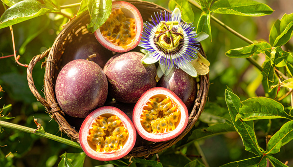 KI generiert: Korb mit Passionsfrüchten und einer Passionsblume, umgeben von Blättern. Kein Text enthalten.