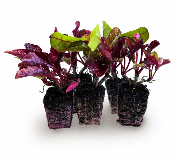 Produktfoto zu Rote Bete Setzlinge, 5er Pack.