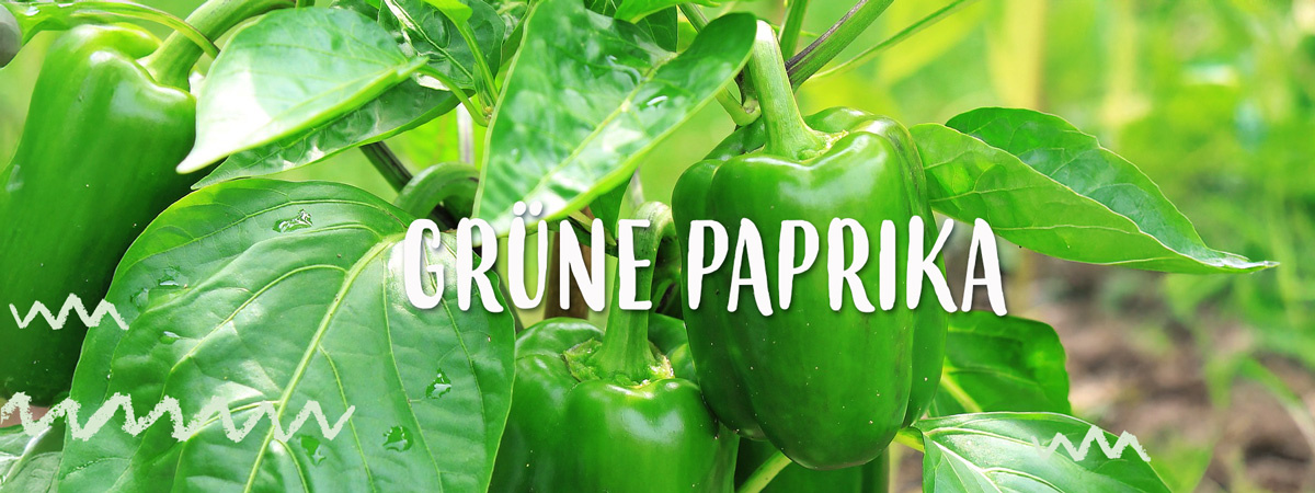 KI generiert: Grüne Paprika wachsen an Pflanzen. Text: "GRÜNE PAPRIKA".