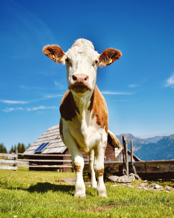Kuh vor Alm