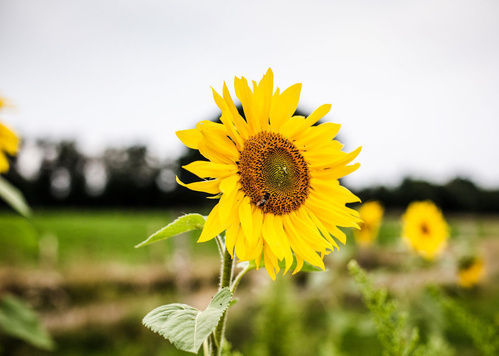 Sonnenblume