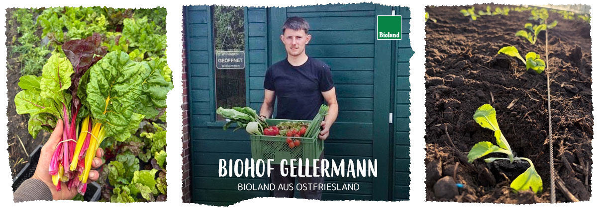  Bild: Eine Hand hält Mangold.   Mittleres Bild: Tim Veith mit Gemüsekorb. Text: "BIOHOF GELLERMANN - BIOLAND AUS OSTFRIESLAND".   Rechtes Bild: Junge Pflanzen in Erde.