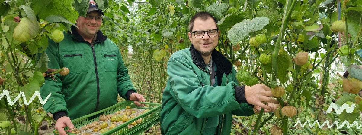 Physalisernte auf dem sozialen Ökohof in Papenburg
