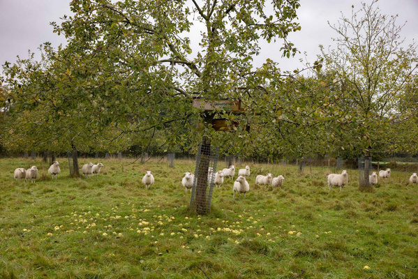 KI generiert: Eine Schafherde weidet in einer Obstwiese mit grünen Bäumen.