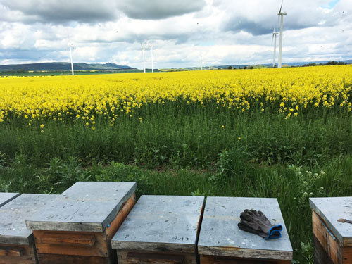 Holz Bienestöcke vor Rapsfeld
