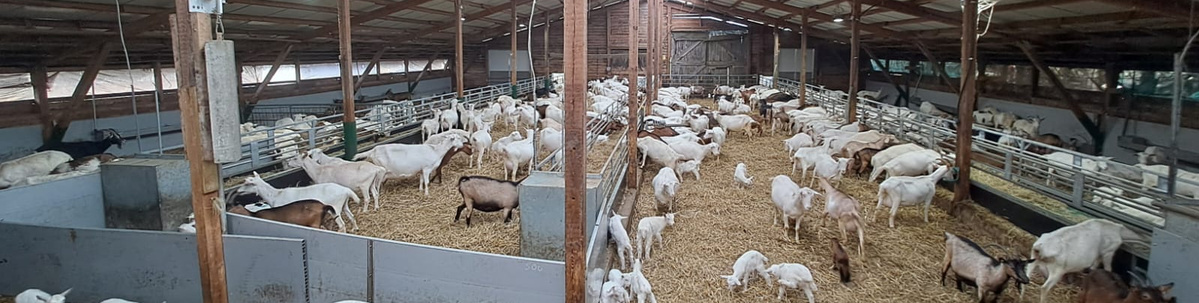 KI generiert: Ein Stall voller Ziegen, die auf Stroh stehen.