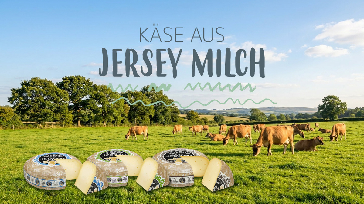 Kühe auf einer Weide, Text: "Käse aus Jersey Milch", mit mehreren Käselaiben im Vordergrund.
