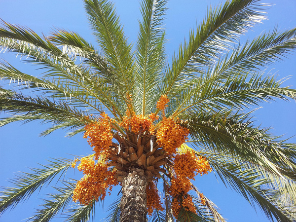 Datten an Palme