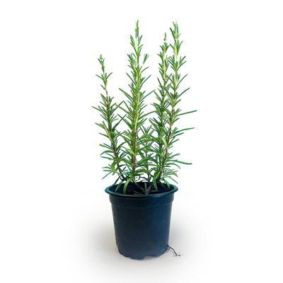 Produktfoto zu Rosmarin-Jungpflanze