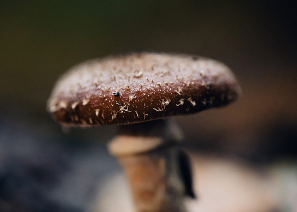 Shiitake Pilz Kappe