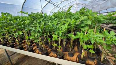 Produktfoto zu Cherrytomaten-Jungpflanze, schwarze Tomaten