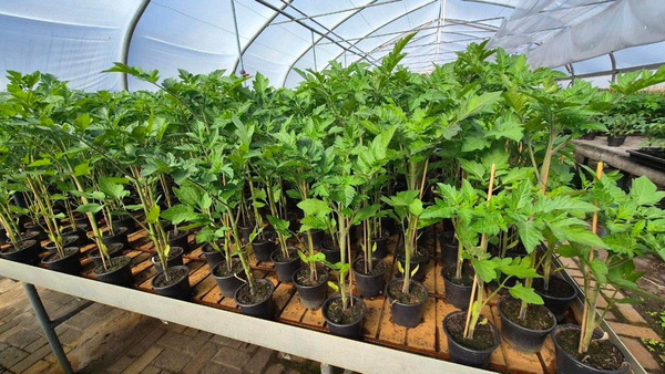 Produktfoto zu Cherrytomaten-Jungpflanze, rote Tomaten