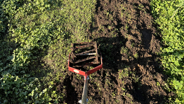 KI generiert: Das Bild zeigt drei grüne Kisten voller verschiedenfarbiger Tomaten. Die Tomaten sind in den Farben Gelb, Rot und Grün-Rot gemischt und stehen auf einer Wiese.