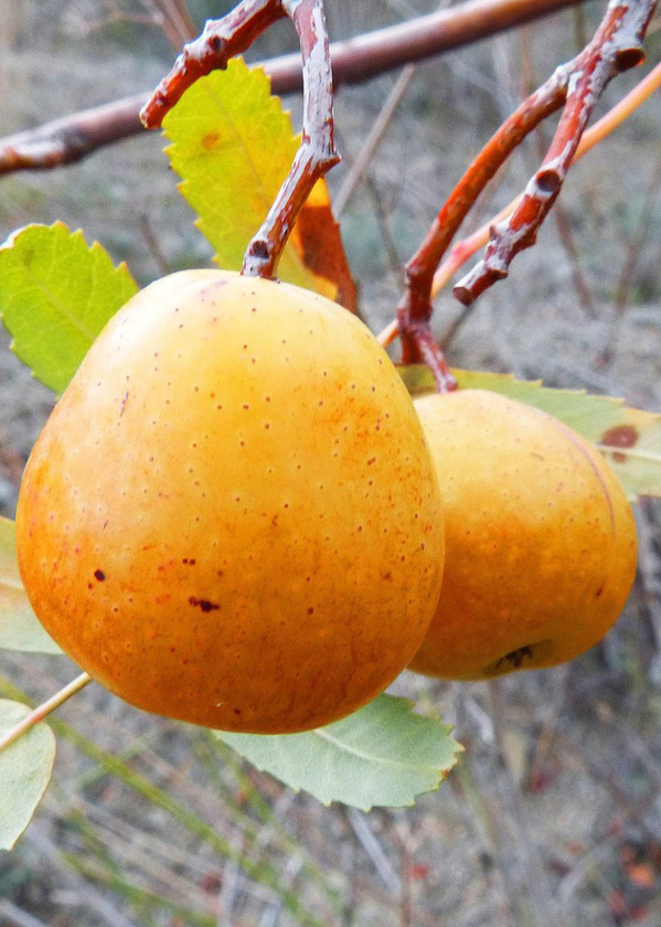 Postelein Nahaufnahme