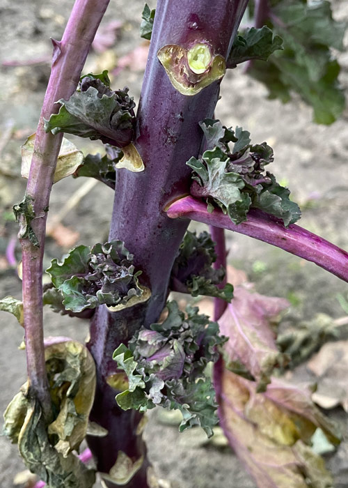 Nahaufnahme Von Flower Sprout Röschen am Stamm